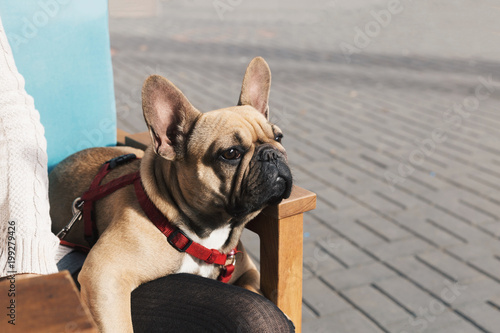 Fototapeta Naklejka Na Ścianę i Meble -  French bulldog relaxing in a cafe on owner's lap