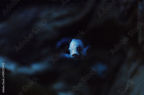 Japan koi brocaded carp fish in the deep blue water © mountaira