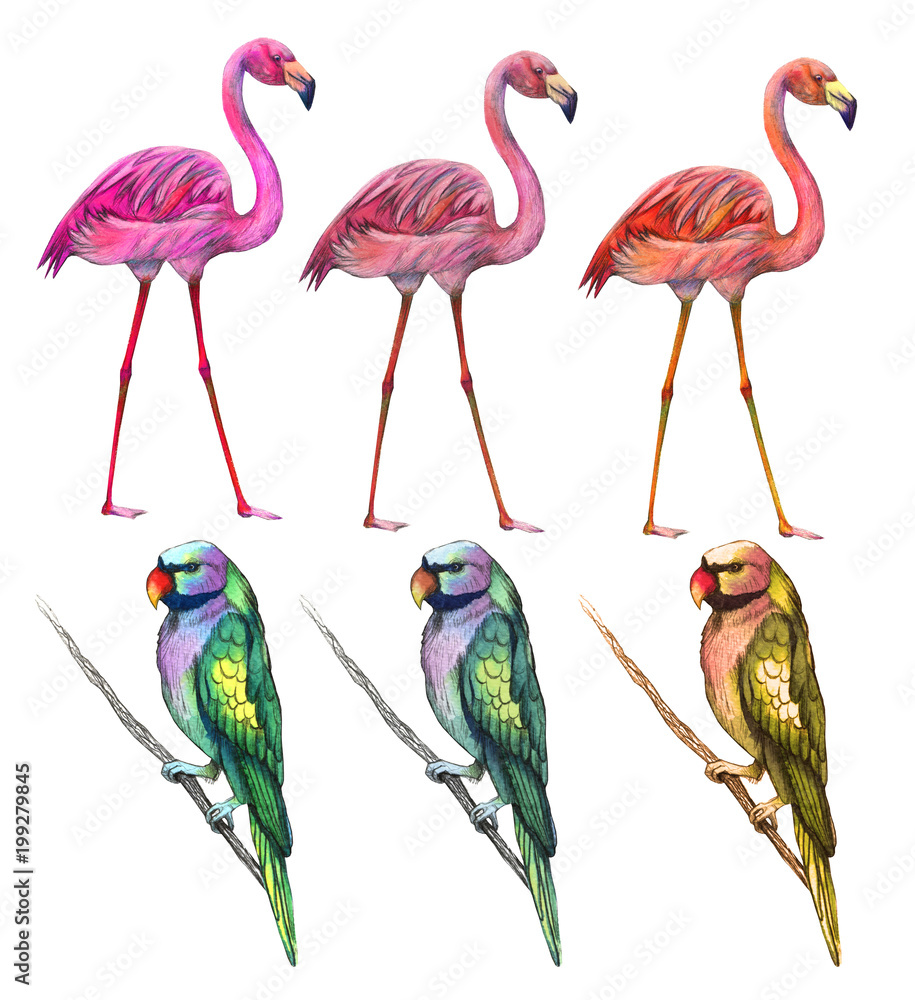 Obraz premium Tropical birds. Flamingo, parrot. Watercolor illustration