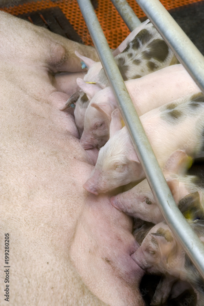Pigs in stable. Farming. Piglets lactation Pigs in stable. Farming. Piglets lactation