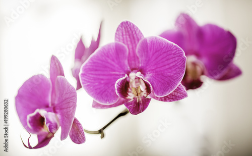 Orchid  es en macro