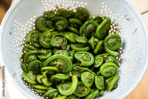 Fiddleheads