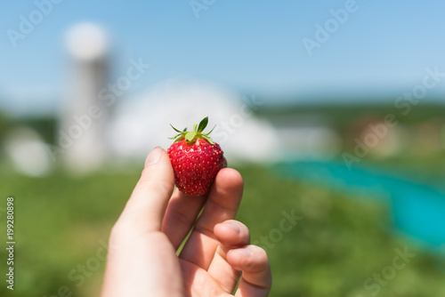 Strawberry 