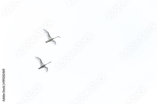 Two storks flying on white sky background