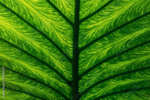 Close up of green leaf texture