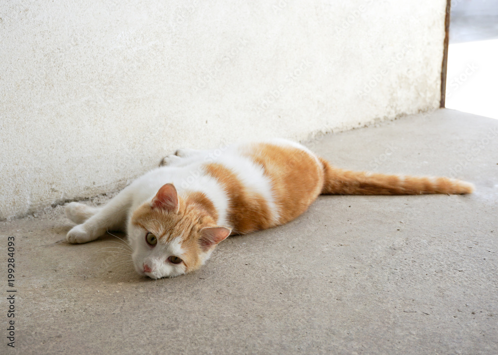 Fototapeta premium Kater Katze liegend rot weiß Fell
