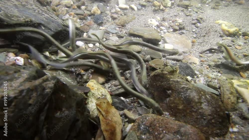 Underwater video of European Brook lamprey (Lampetra planeri) a ...