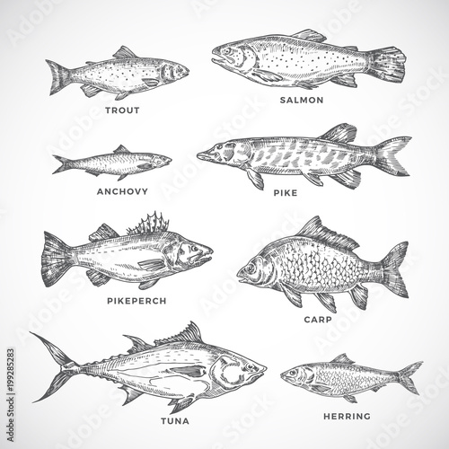 Hand Drawn Ocean or Sea and River Fish Set. A Collection of Salmon and Tuna or Pike and Anchovy, Herring, Trout, Carp Sketches Silhouettes. Engraving Style Drawings.