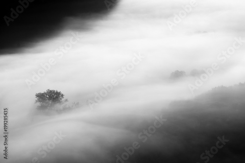 Wallpaper Mural trees in the fog - black and white photo Torontodigital.ca