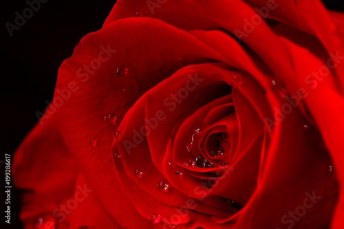Fototapeta Naklejka Na Ścianę i Meble -  Red rose skin with water drops, rose petals.