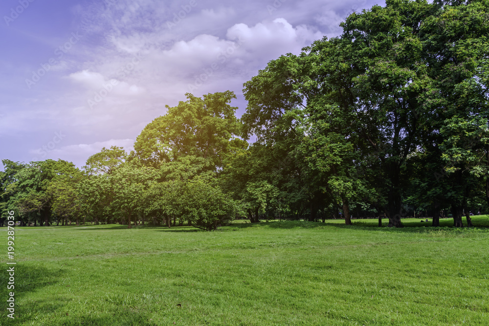 Green glass and tree in public park at Sunrise background. Green glass and tree in public park at Sunrise background.