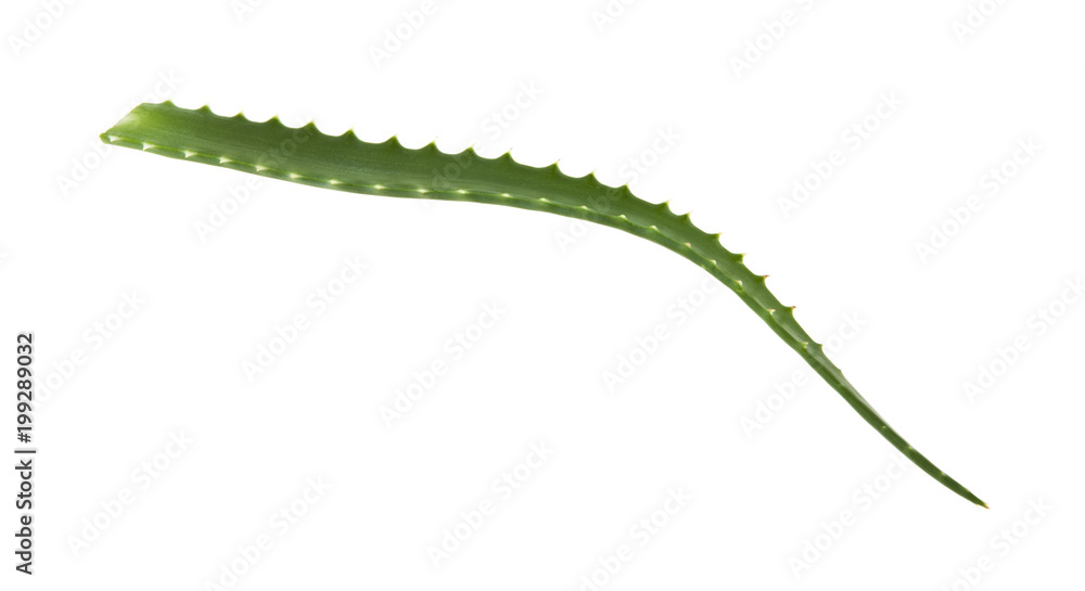 aloe isolated on white background aloe isolated on white background