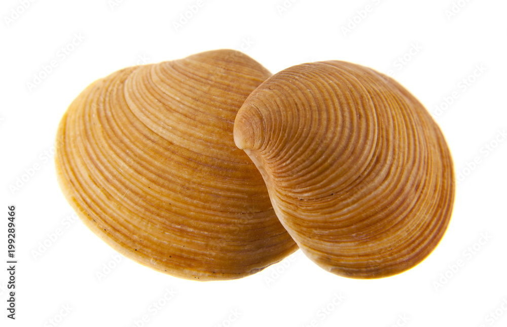 shell isolated on white background shell isolated on white background