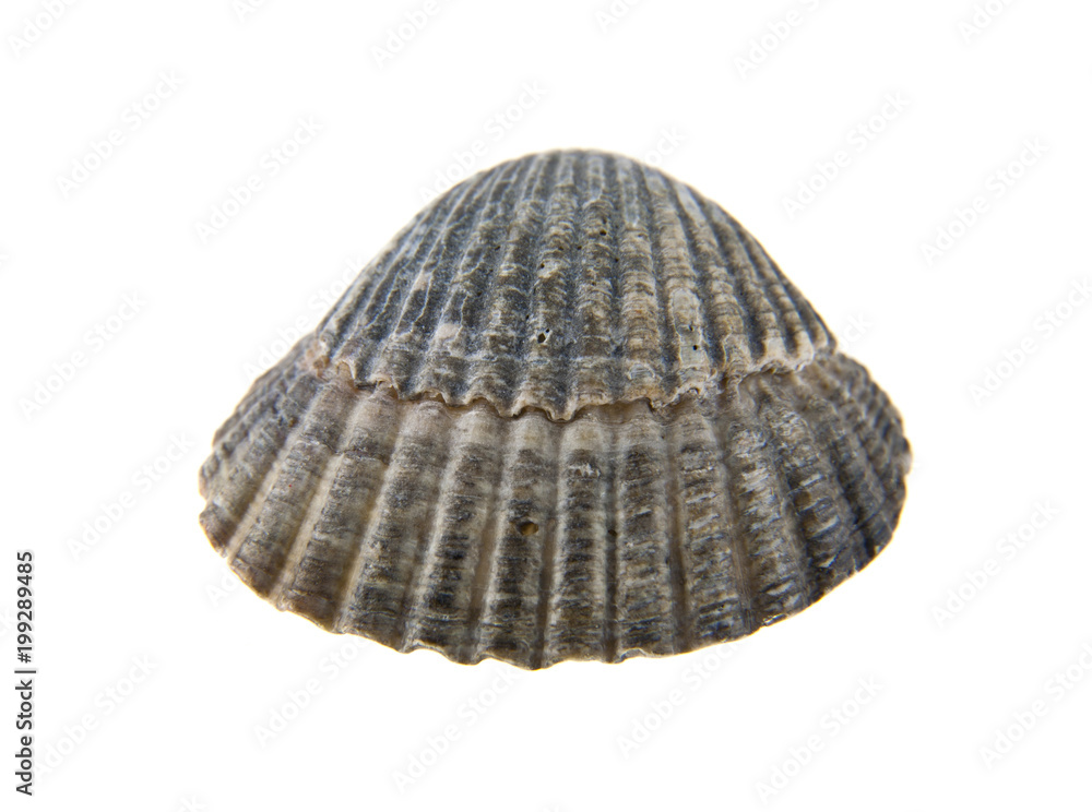 shell isolated on white background shell isolated on white background