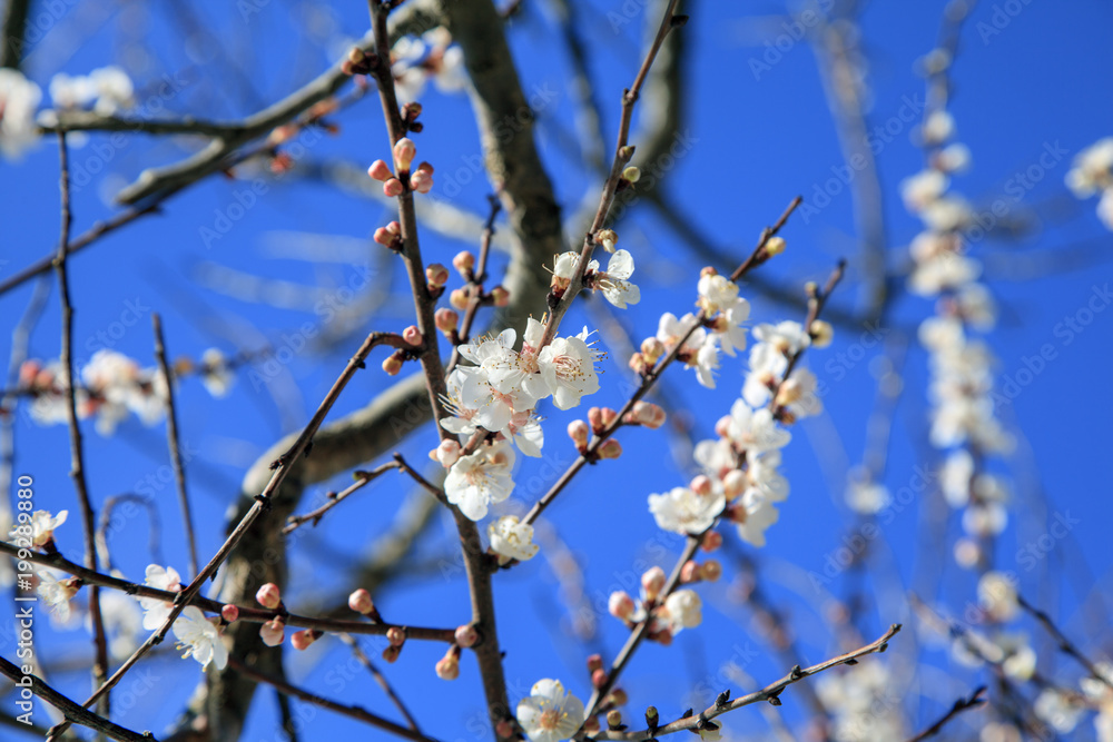 Spring, white flowers on a cherry branch, against a blue sky background... Spring, white flowers on a cherry branch, against a blue sky background...