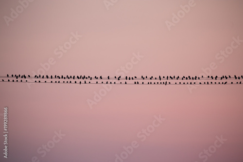 order in bird migration