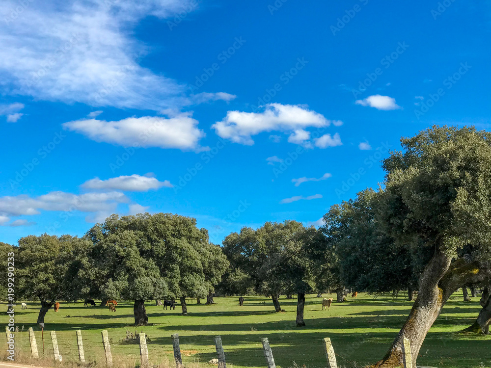 A group of cows grazin in the pasture with holm oaks and a fence and blue cloudy sky in Spain
