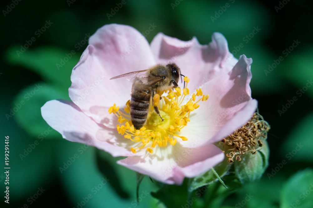 spring (summer) rose flower and bee. Bee on a flower spring (summer) rose flower and bee. Bee on a flower