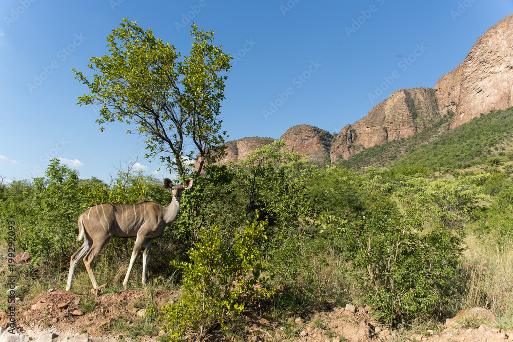 Grand koudou, femelle, Tragelaphus strepsiceros, kudu, Parc national de Marakele, Afrique du Sud Grand koudou, femelle, Tragelaphus strepsiceros, kudu, Parc national de Marakele, Afrique du Sud