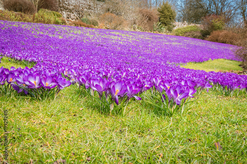 Fototapeta Naklejka Na Ścianę i Meble -  Purple Crocus Lawn / An early springtime scene of purple crocuses carpeting a lawned area in Northumberland
