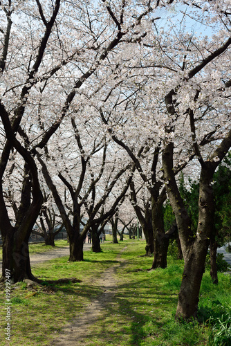 平和市民公園の桜