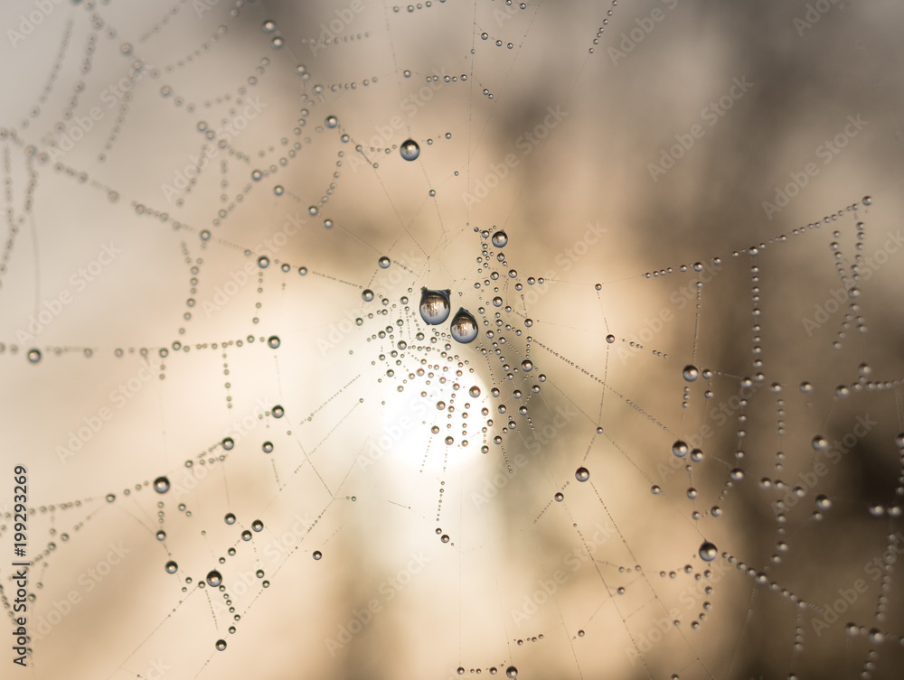 The dewdrops on a spiderweb at morning