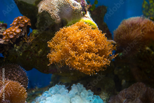 Beautiful underwater coral reaf garden © Glebstock
