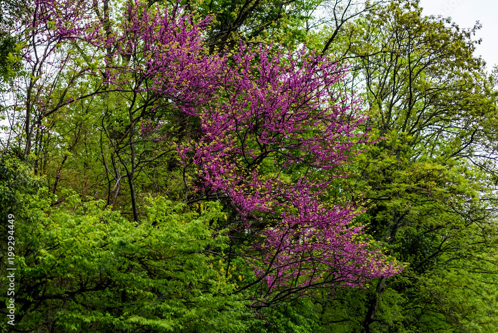 Fototapeta premium Judas tree or Cercis siliquastrum in bloom