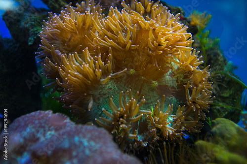 Beautiful underwater coral reaf garden