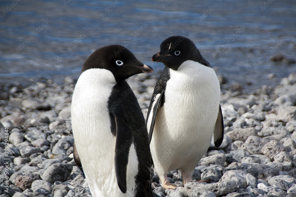 Naklejka premium Paulet Island Antarctica, pair of adelie penguins on beach