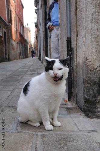 イタリアの猫 © Masakatsu Ikeda