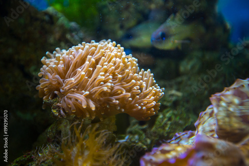 Beautiful underwater coral reaf garden