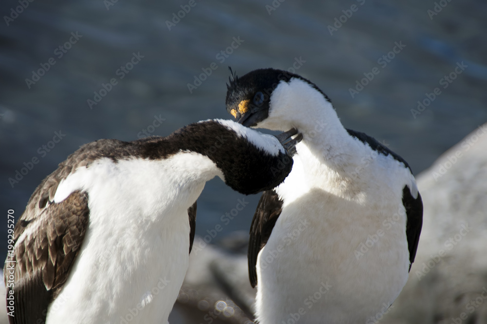 Naklejka premium Paulet Island Antarctica, pair of imperial shag in courtship ritual