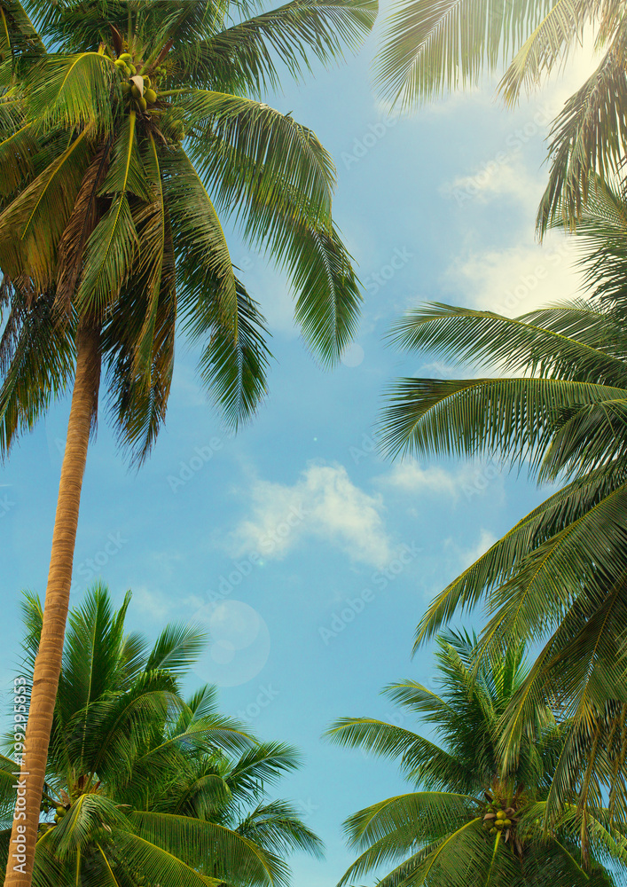 Fototapeta premium palm trees
