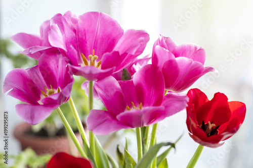 Fototapeta Naklejka Na Ścianę i Meble -  Beautiful bouquet of pink tulips. Copy space