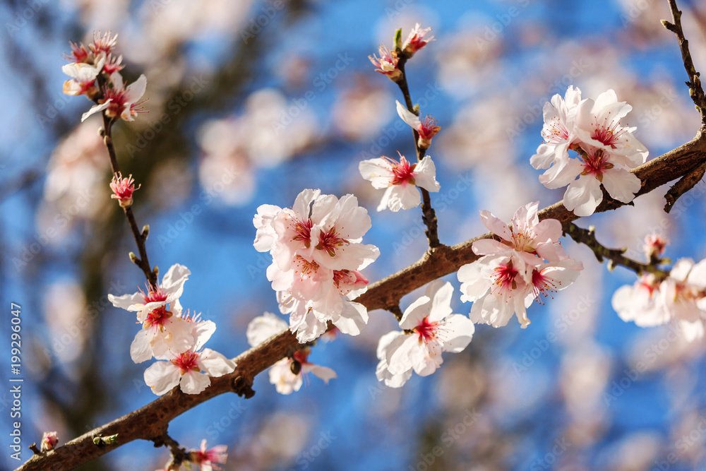 Blossoming Almond Tree Blossoming Almond Tree