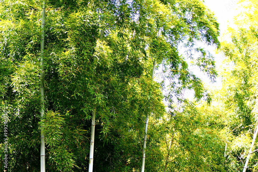 Obraz premium 竹林