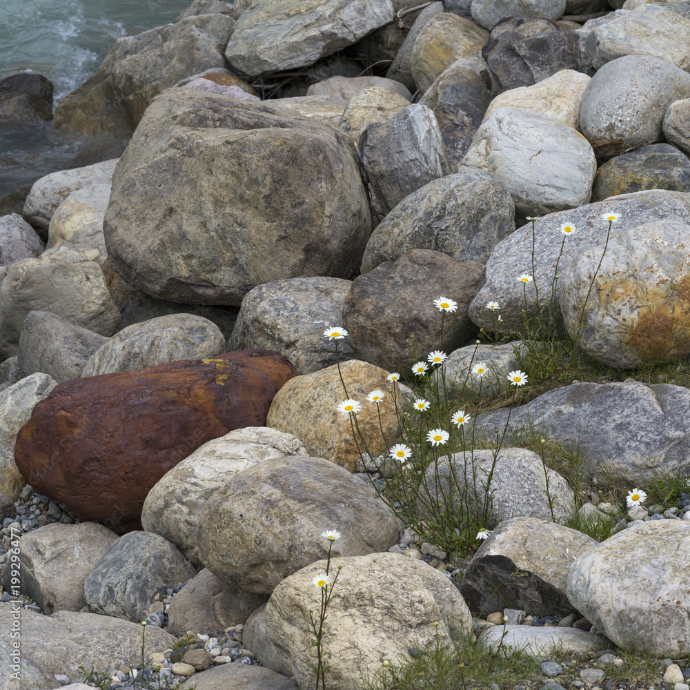 Wildflowers growing between rocks, Radium Hot Springs, British Columbia, Canada