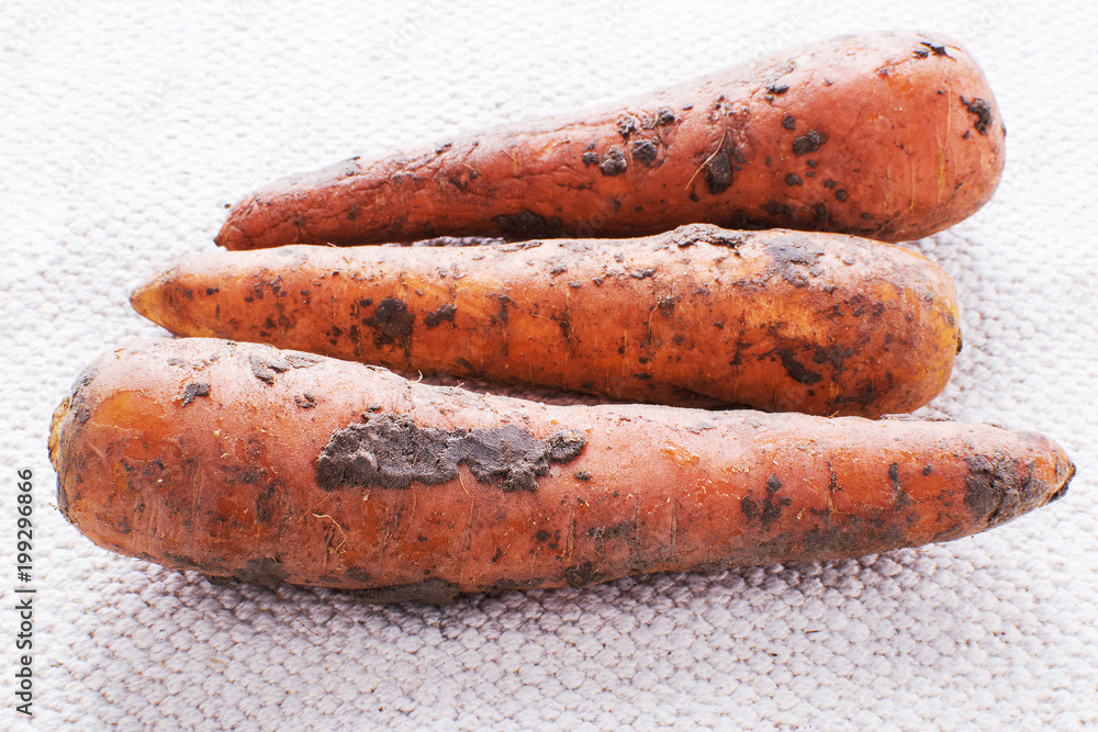 unrefined organic carrot with slices of dirt, on a light cloth unrefined organic carrot with slices of dirt, on a light cloth