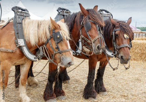 Horse carriage © bruno135_406
