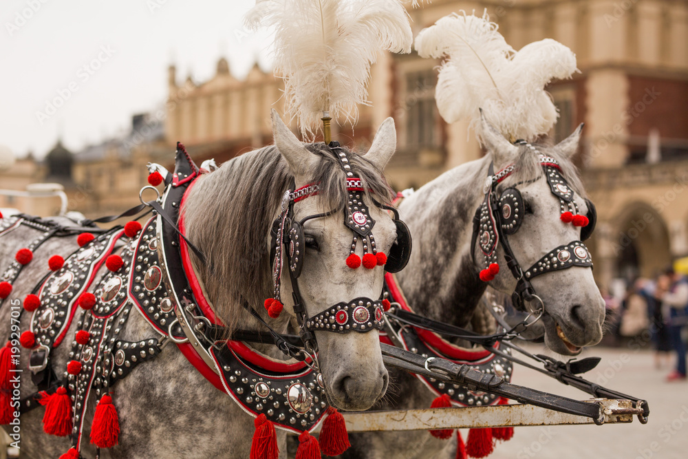 Piękne konie w centrum Krakowa - obrazy, fototapety, plakaty 