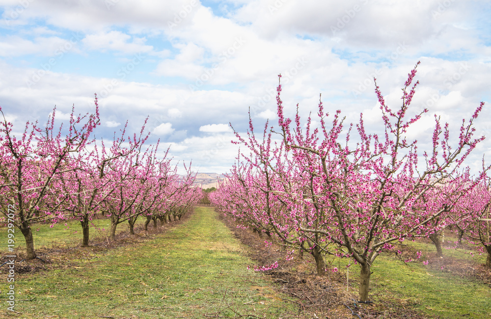 Blossoming peach trees in Aitona, Catalonia, Spain Blossoming peach trees in Aitona, Catalonia, Spain