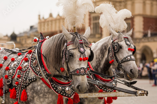 Fototapeta Naklejka Na Ścianę i Meble -  Piękne konie w centrum Krakowa