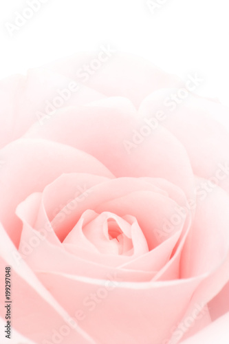 Closeup of a lovely  pink rose  Rosaceae .