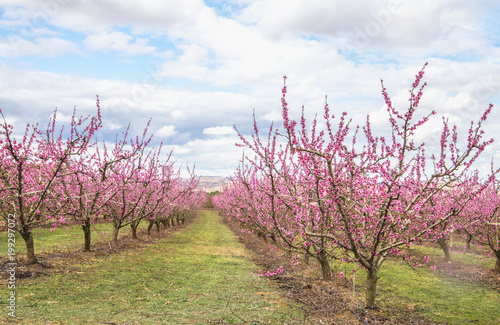 Blossoming peach trees in Aitona,  Catalonia, Spain