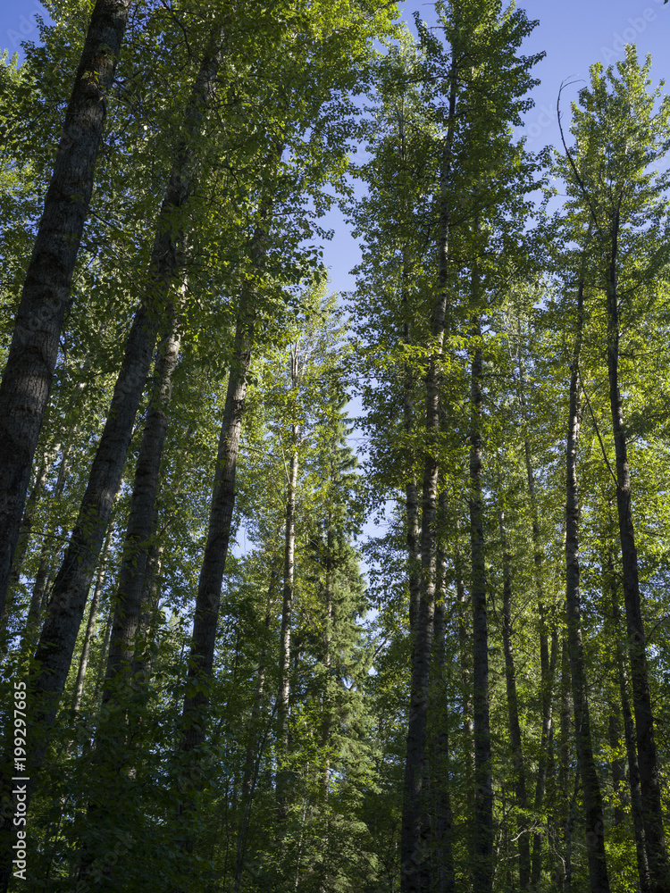 Low angle view of trees, Mount Fernie Provincial Park, British Columbia, Canada
