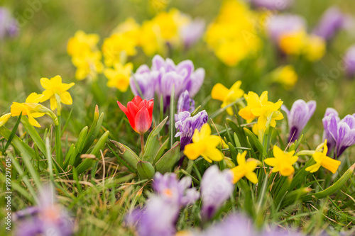 Fototapeta Naklejka Na Ścianę i Meble -  Krokusy - pierwsze kwiaty wiosny 