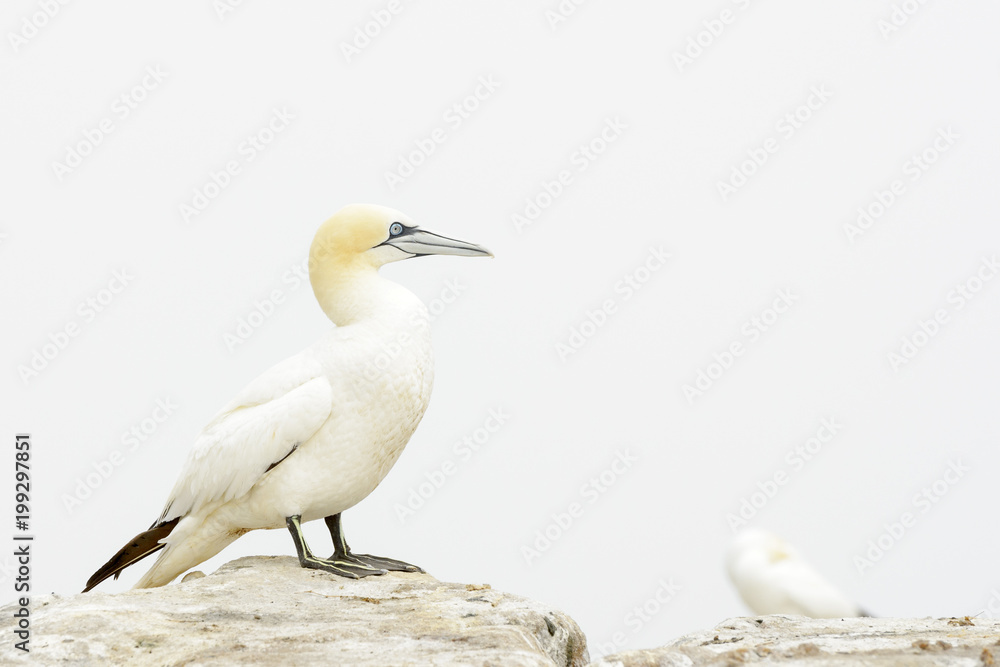 Fototapeta premium Northern Gannet (Morus bassanus) standing on rock of coastal cliff, Great Saltee, Saltee Islands, Ireland.
