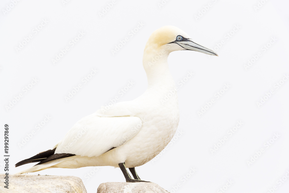 Obraz premium Northern Gannet (Morus bassanus) standing on rock of coastal cliff, Great Saltee, Saltee Islands, Ireland.
