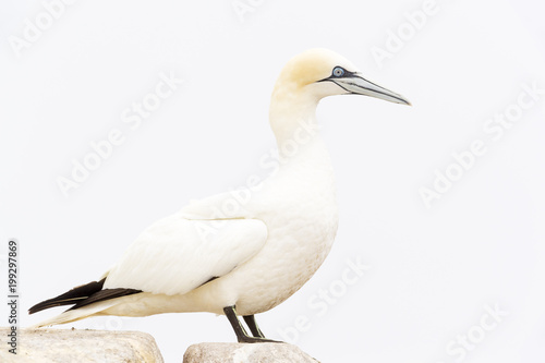 Northern Gannet (Morus bassanus) standing on rock of coastal cliff, Great Saltee, Saltee Islands, Ireland. © andreanita